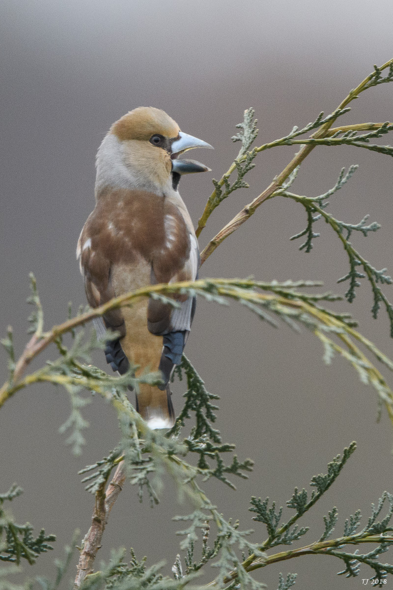 DSC_3840.jpg