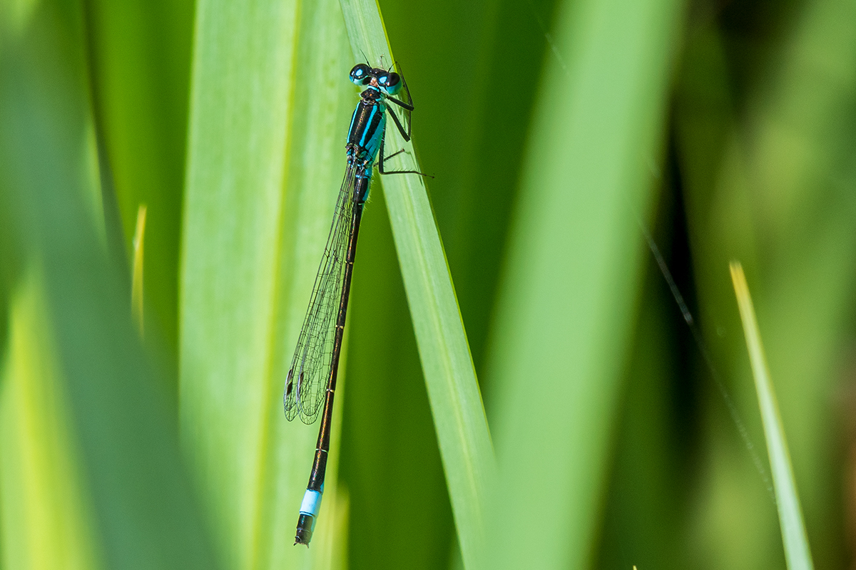 20200611_D500_0421NF.jpg