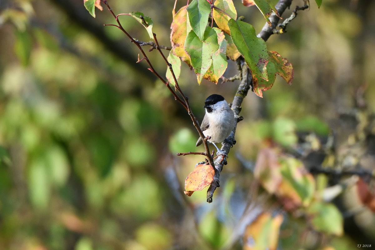 DSC_0855.jpg