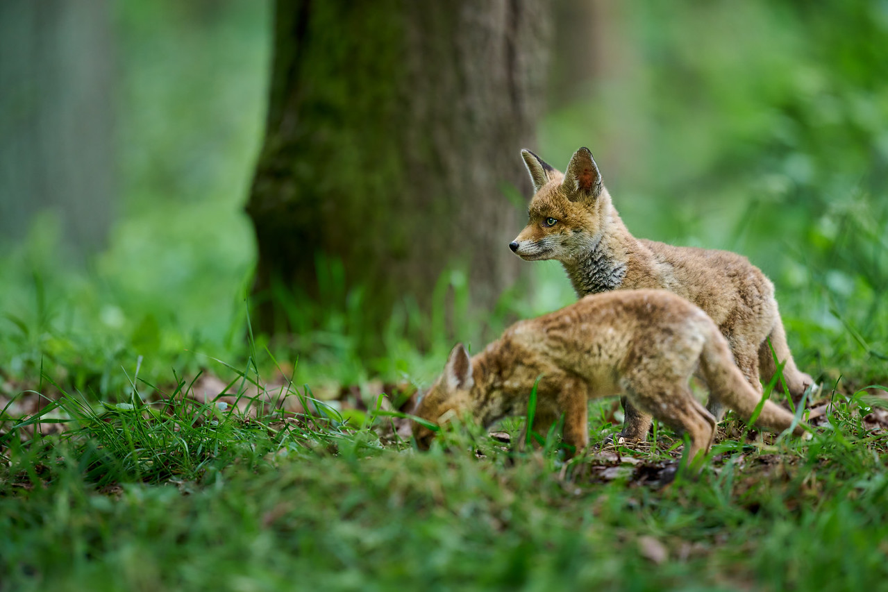 DSC_6618%201-X2.jpg