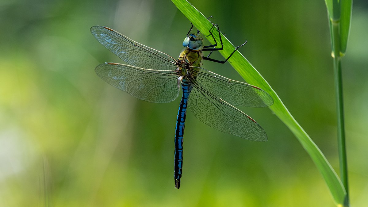 20190605_D500_0135NF.jpg