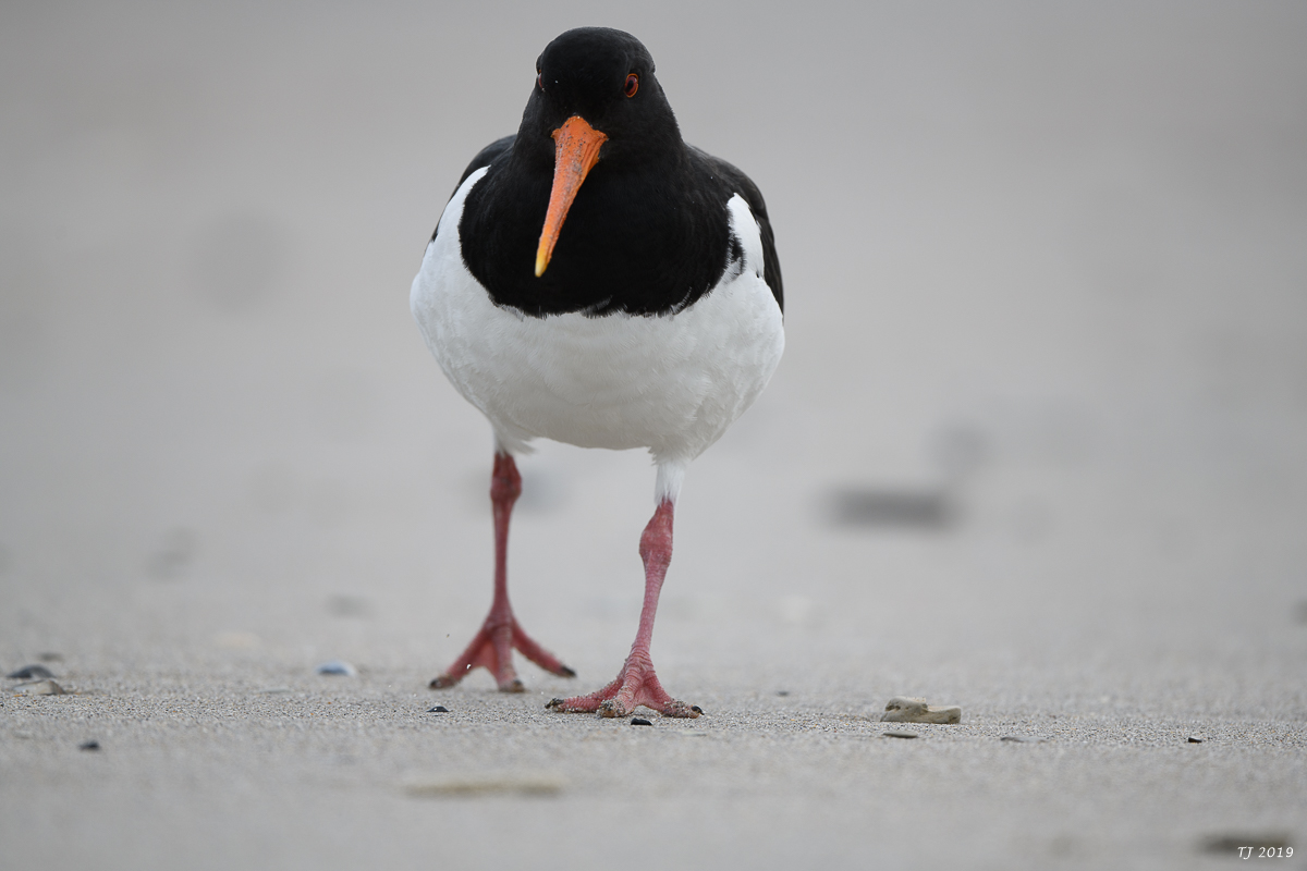 Helgoland%20118.jpg