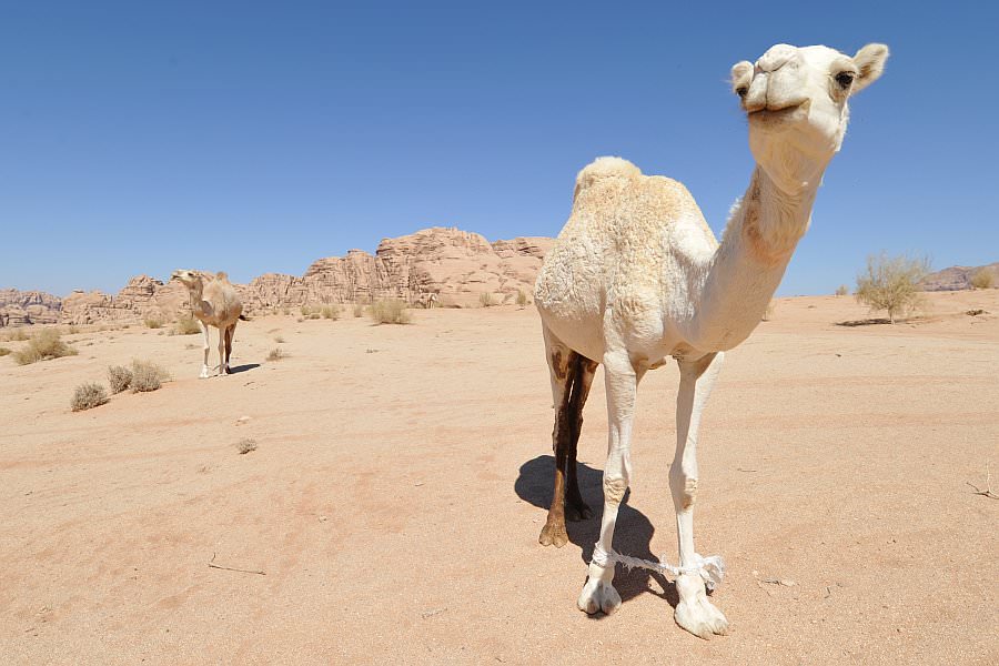 jordanien13_287.jpg