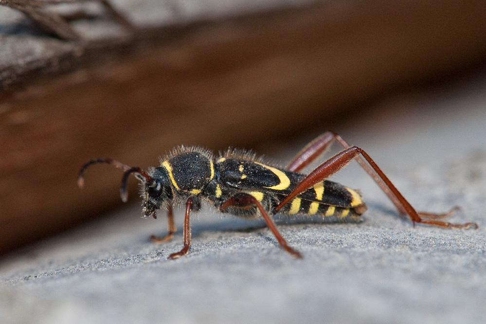 web-clytus.jpg