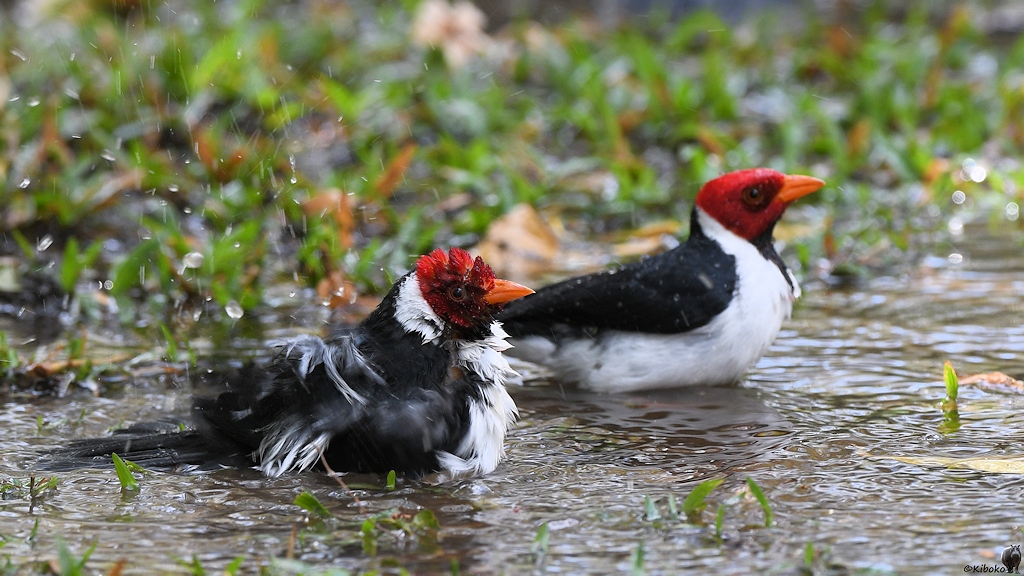 Zwei weiße Vögel mit schwarzem Rücken, roten Kopf und gelbem Schnabel baden in einer großen Pfütze