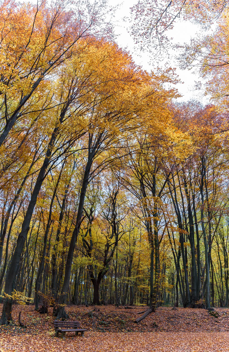 DSC_4532-Pano.jpg