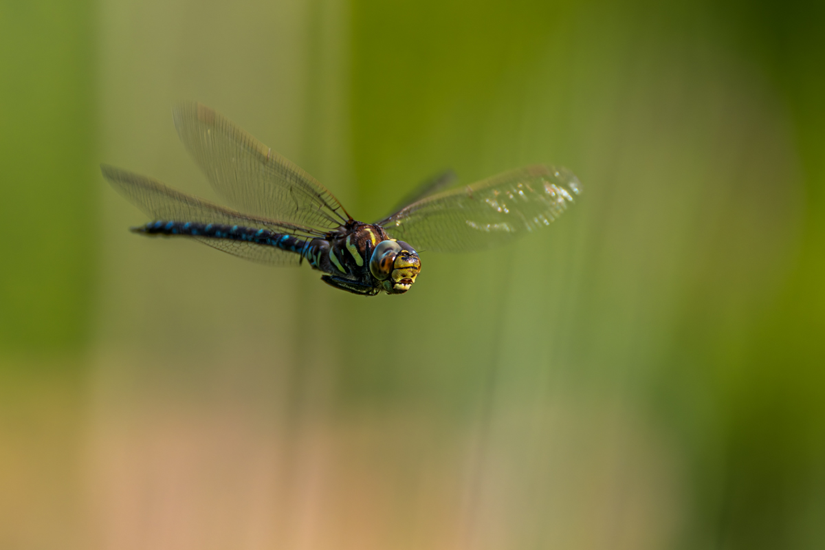 20260627_NZ8_1070_DPXNF.jpg