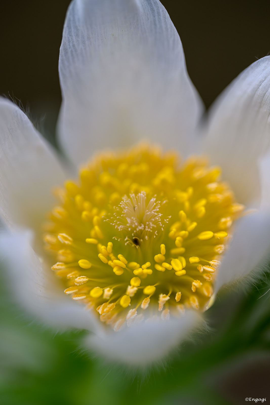 DSC_7343.jpg