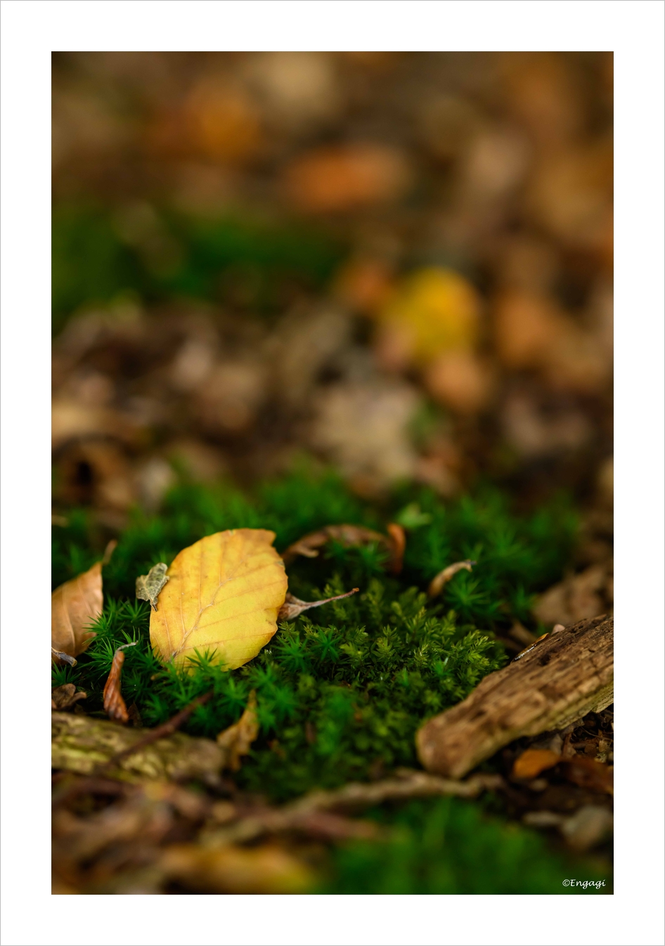 DSC_0620.jpg