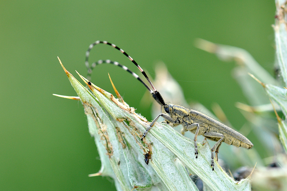 Distelbock_kl_DSC_003.jpg