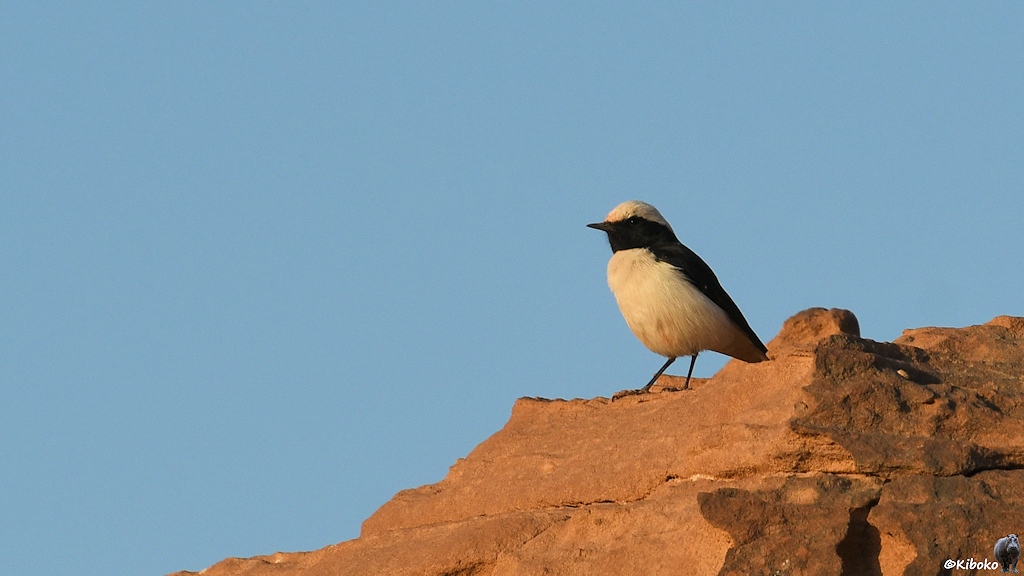 Kleiner schwar-weißer Vogel auf einem Felsen