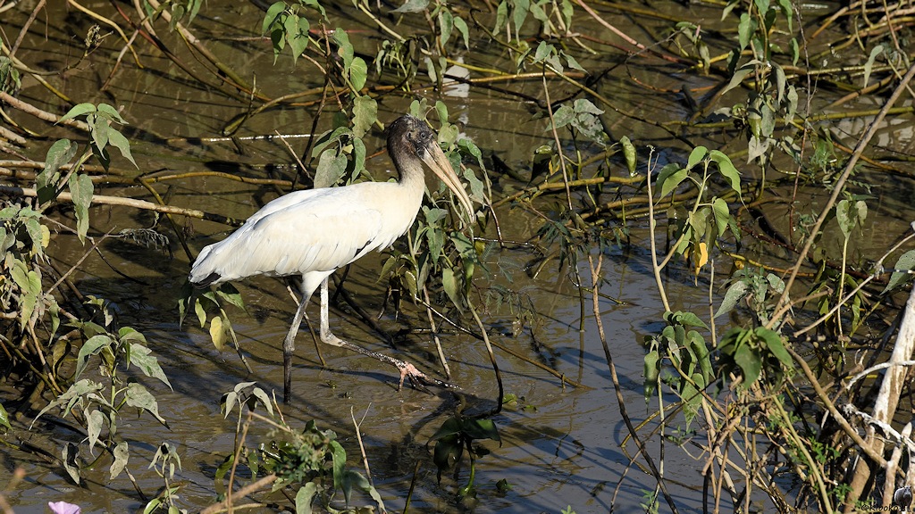 Weißer Storch mit hellem Schnabel schreitet durch einen flachen Tümpel
