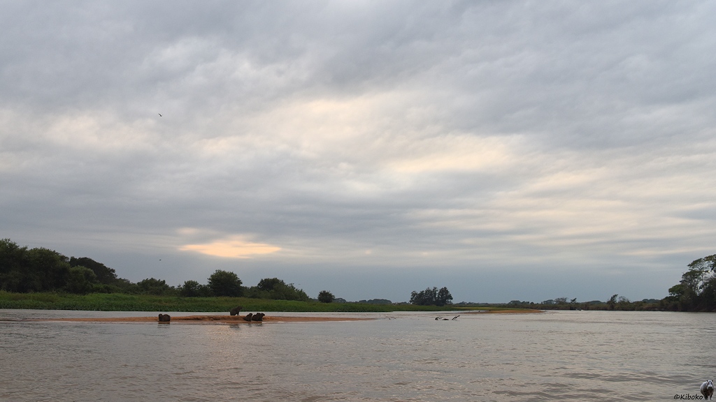 Fünf Capybaras sitzen an einem bewölktem Morgen auf einer Sandbank im Fluss