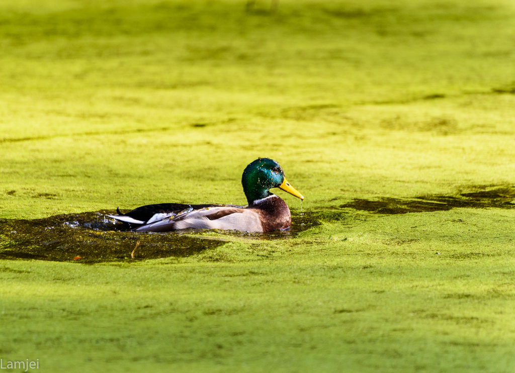 DSC_1587.jpg