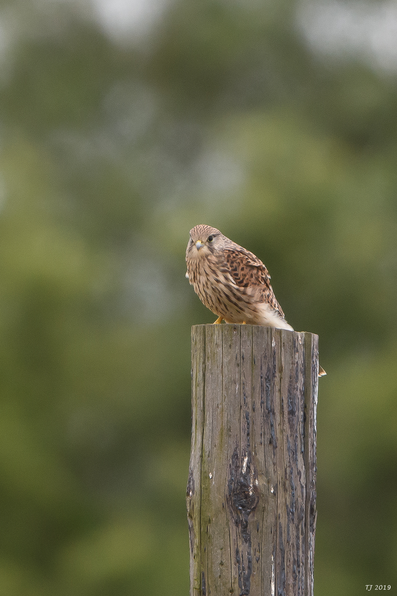 DSC_8530.jpg