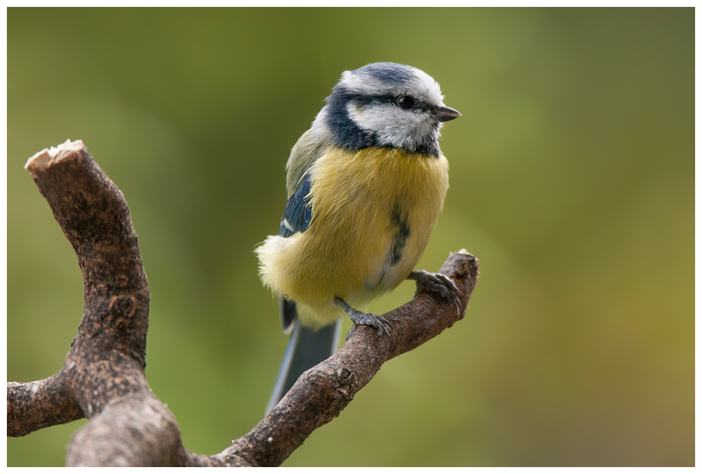 Blaumeise048.jpg