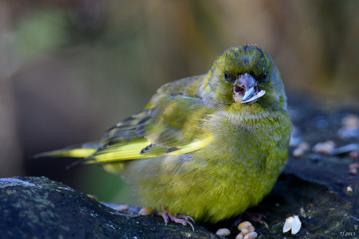 DSC_1235.jpg