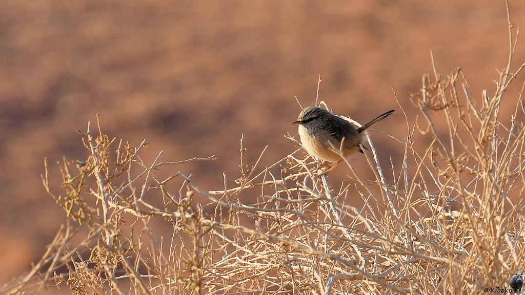 Kleiner graubrauner Vogel auf einem vertrockneten Grasbusch