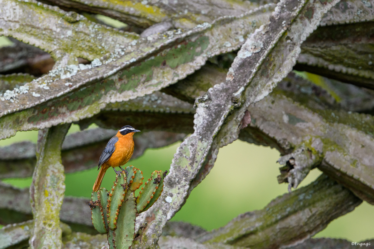 Uganda%201403.jpg