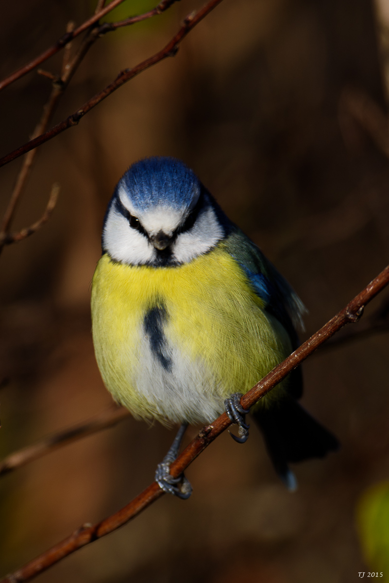 DSC_1761.jpg