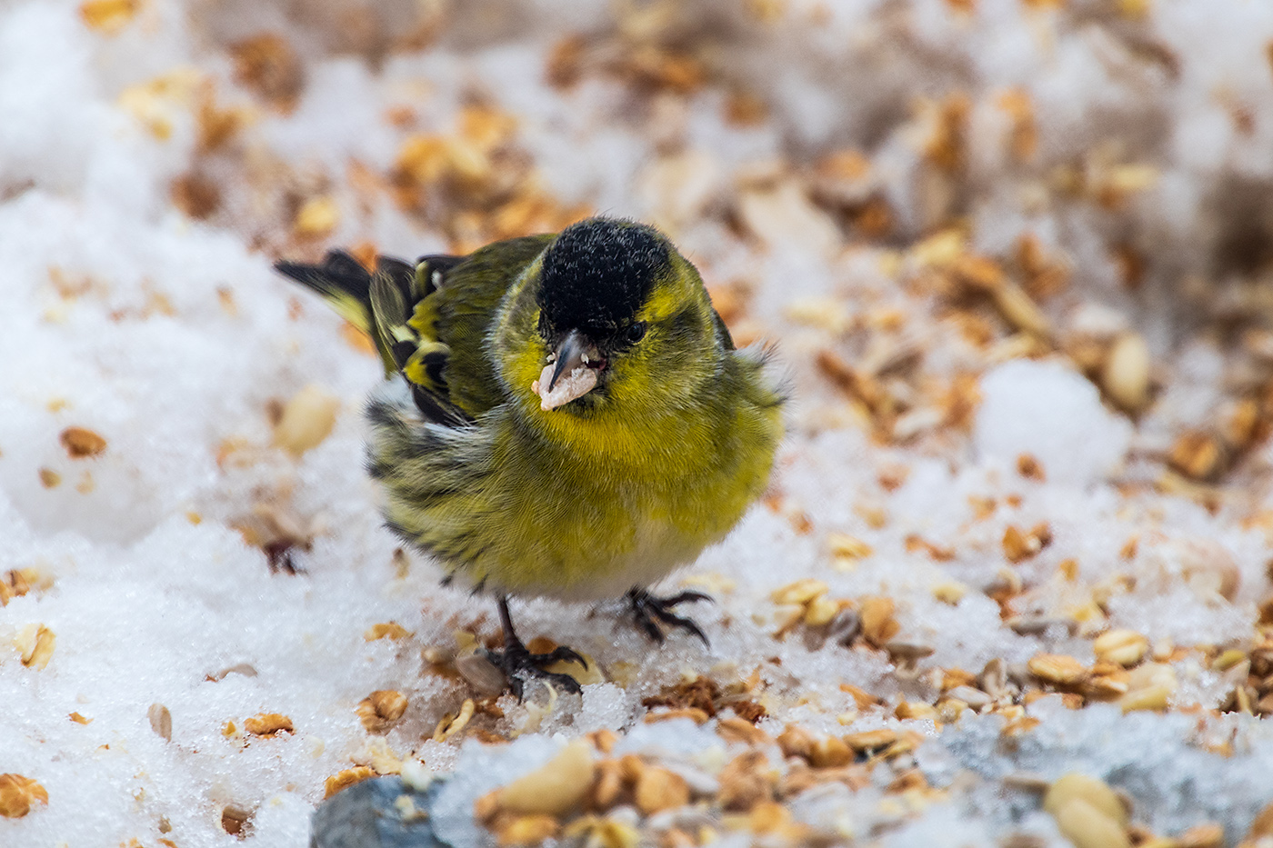 20190106_ND5_0807NF.jpg