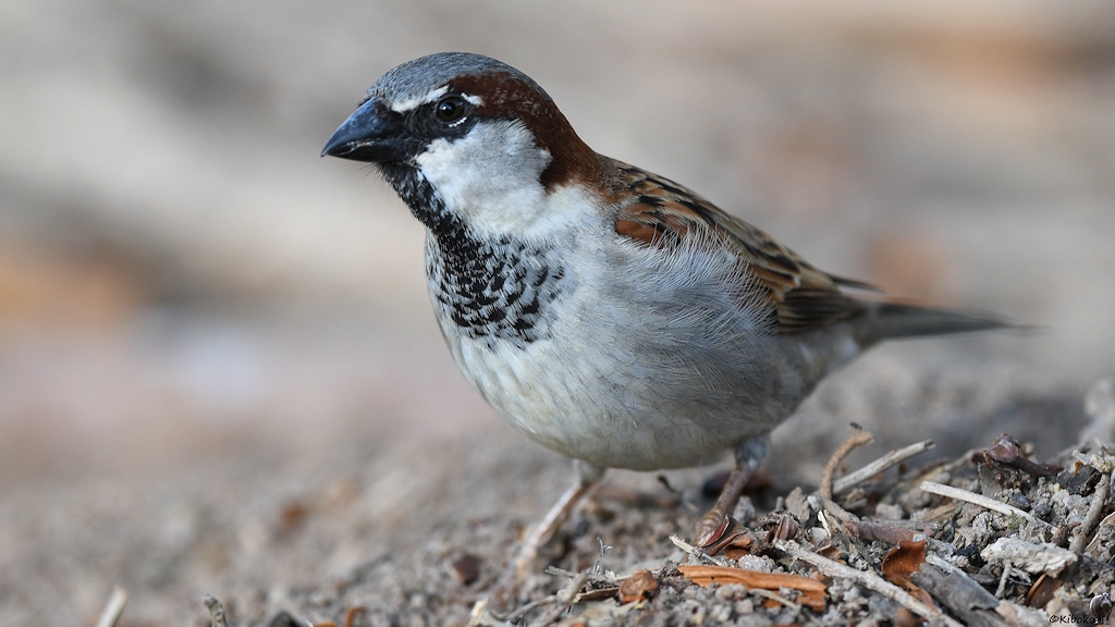 Spatz