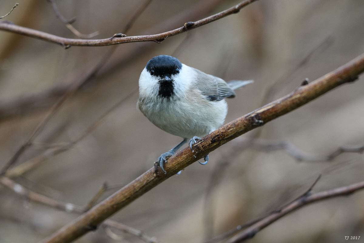 DSC_3075.jpg
