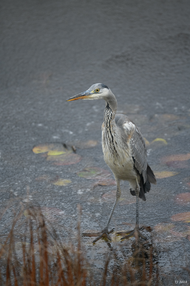 DSC_4073.jpg