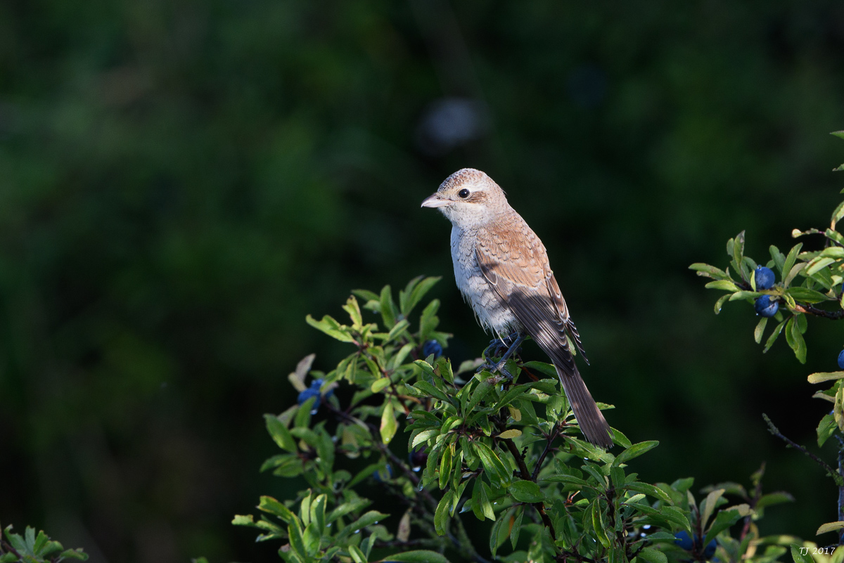 DSC_2633.jpg
