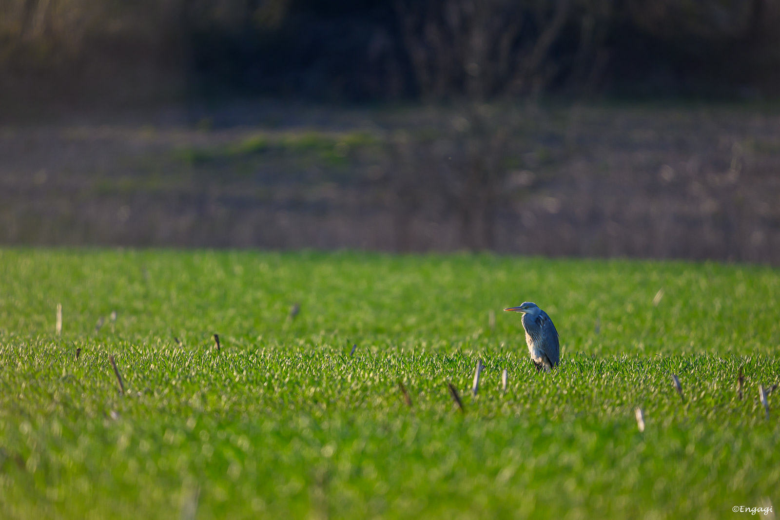 DSC_9431.jpg