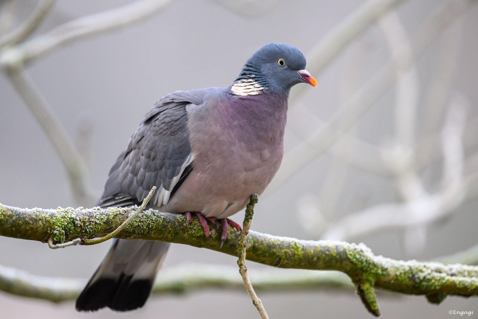 DSC_2422.jpg