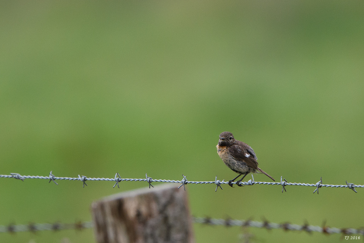 DSC_1499.jpg