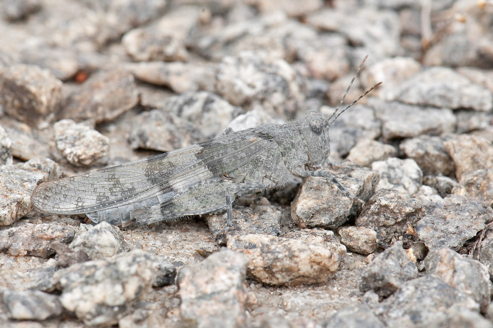 web-sphingonotus-gbhf-singen-100811-3.jpg