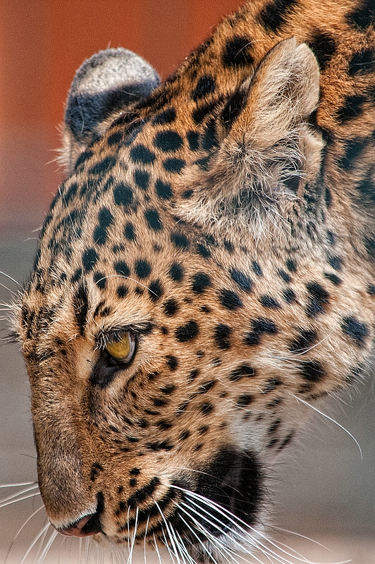 7379168792_aa82e0e351_c.jpg