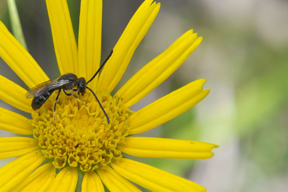 halictus_sp_m_Rotenbrunnen_140805.jpg