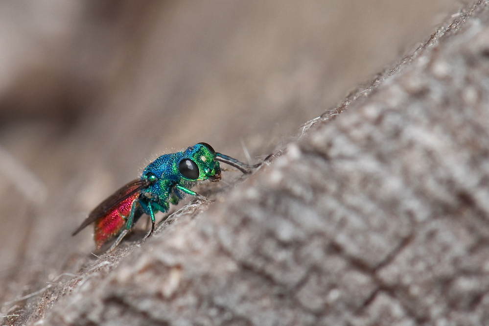 chrysis_fischingen_ch_130508.jpg