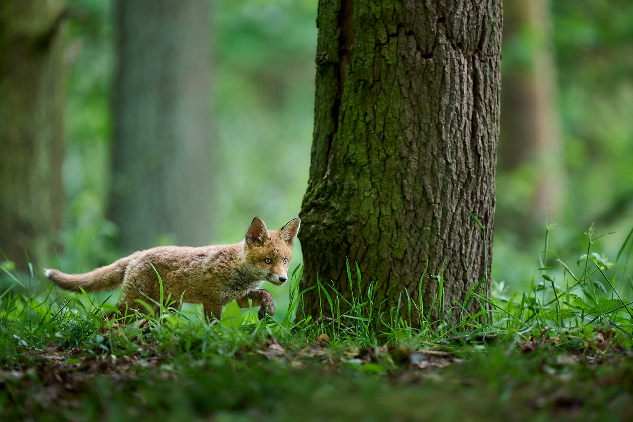 DSC_6356%202-X2.jpg