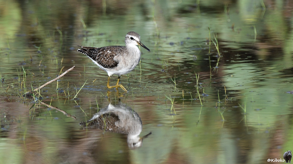 Das Bild zeigt einen weißen Vogel mit braunschwarzen Rücken, schwarzen Schnabel, grauer Kappe und gelbgrünlichen Beinen durch eine Wasserfläche staken. Der Vogel spiegelt sich im Wasser.