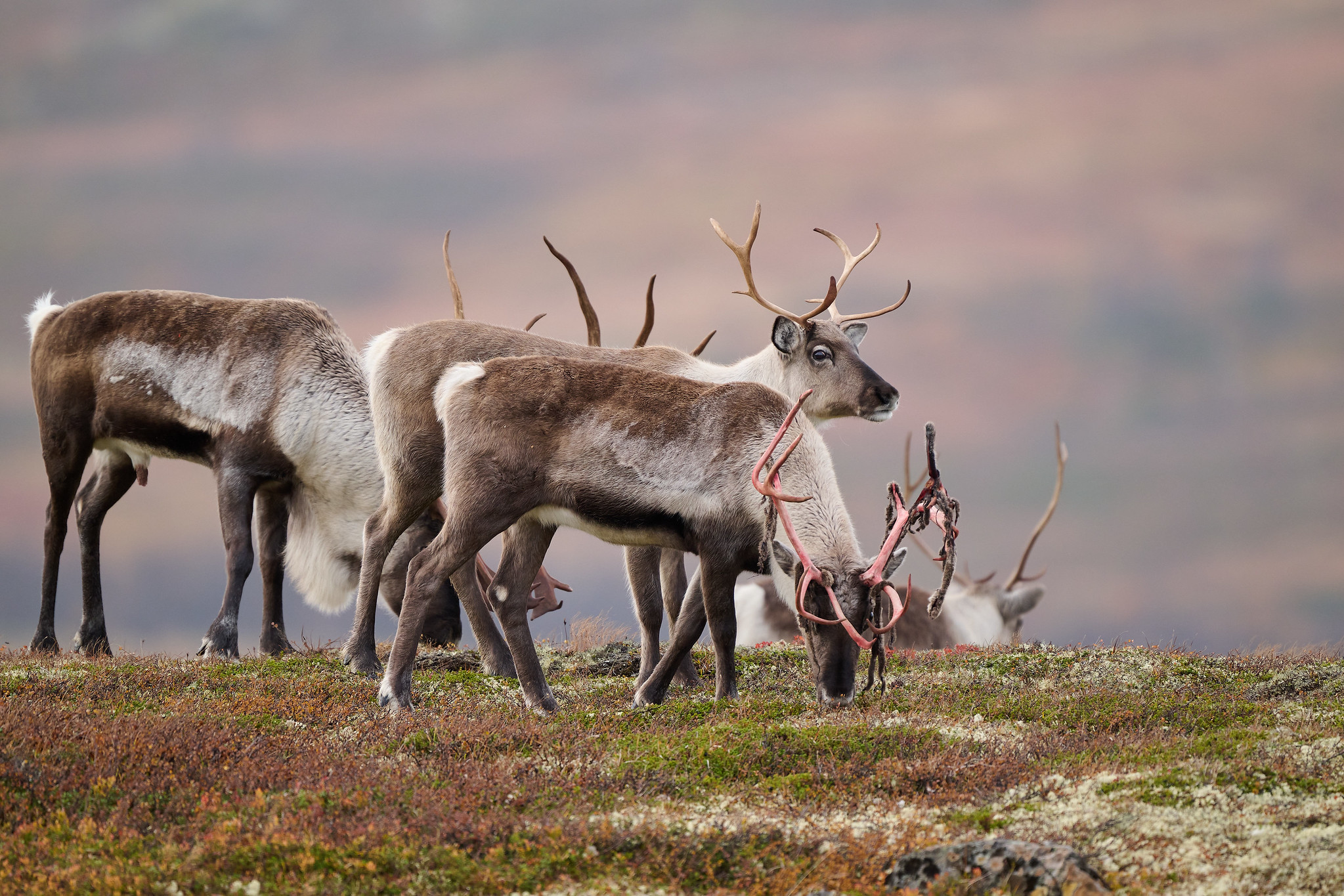 DSC_7540-X4.jpg