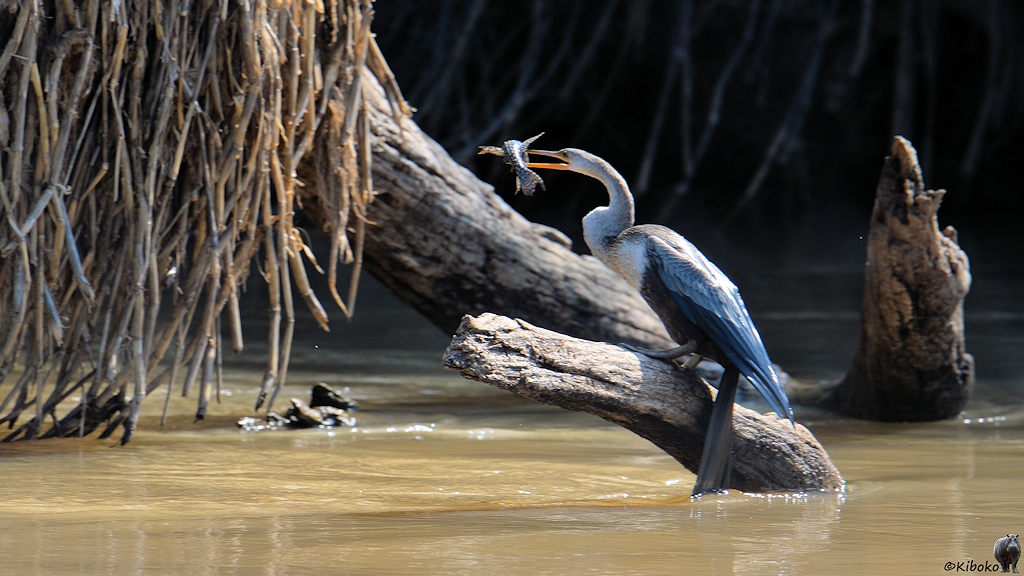 Der Schlangenhalsvogel hat einen Fisch aufgespießt und sitzt auf einen Ast in Fluss