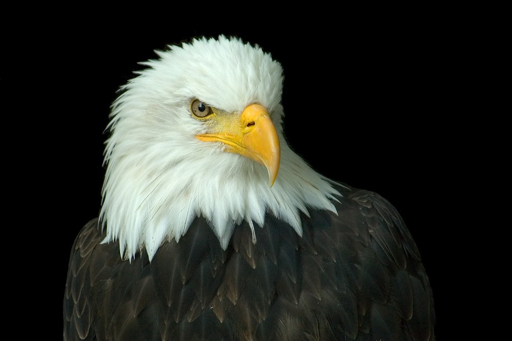 43083795zm.jpg