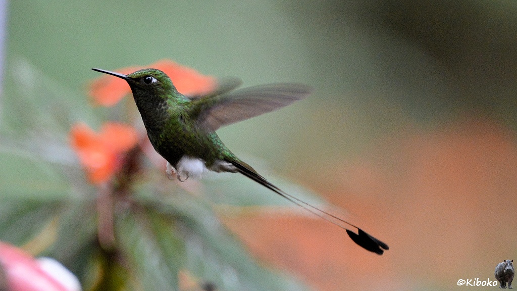 Das Bild zeigt einen grünen Kolibri mit weißen Büschelfedern an dein Beinen und sehr langen Schwanzfedern mit gefächerten Enden im Flug. Im Hintergrund ist unscharf orangerote Blumen. An der linken unteren Bildecke ist unscharf der rote Plastik von der Futterstelle im Bild.