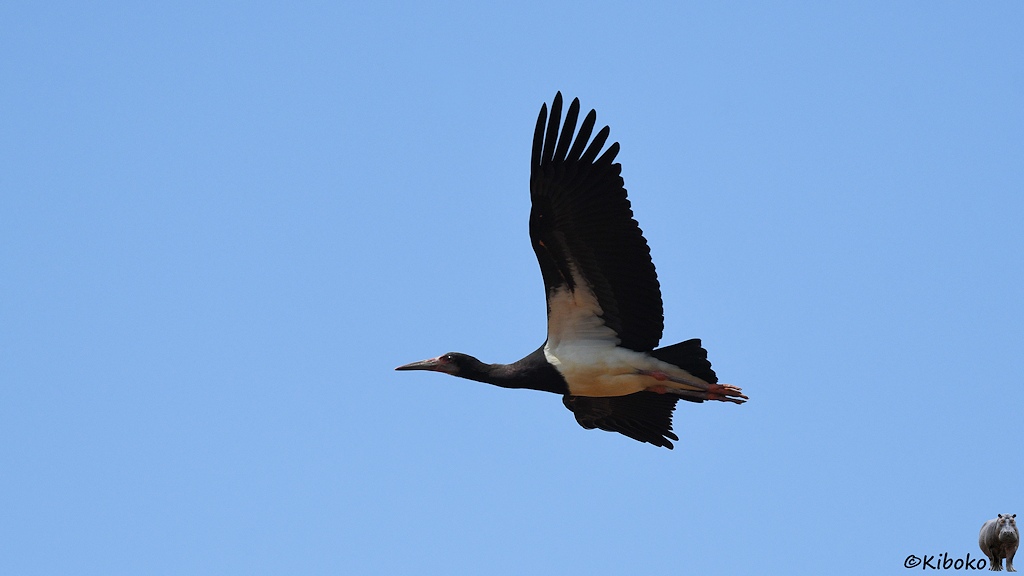 Das Bild zeigt einen schwarzen Storch mit dunkelgrauem Schnabel und weißem Bauch im Flug mit weit ausgebreiteten Flügeln.