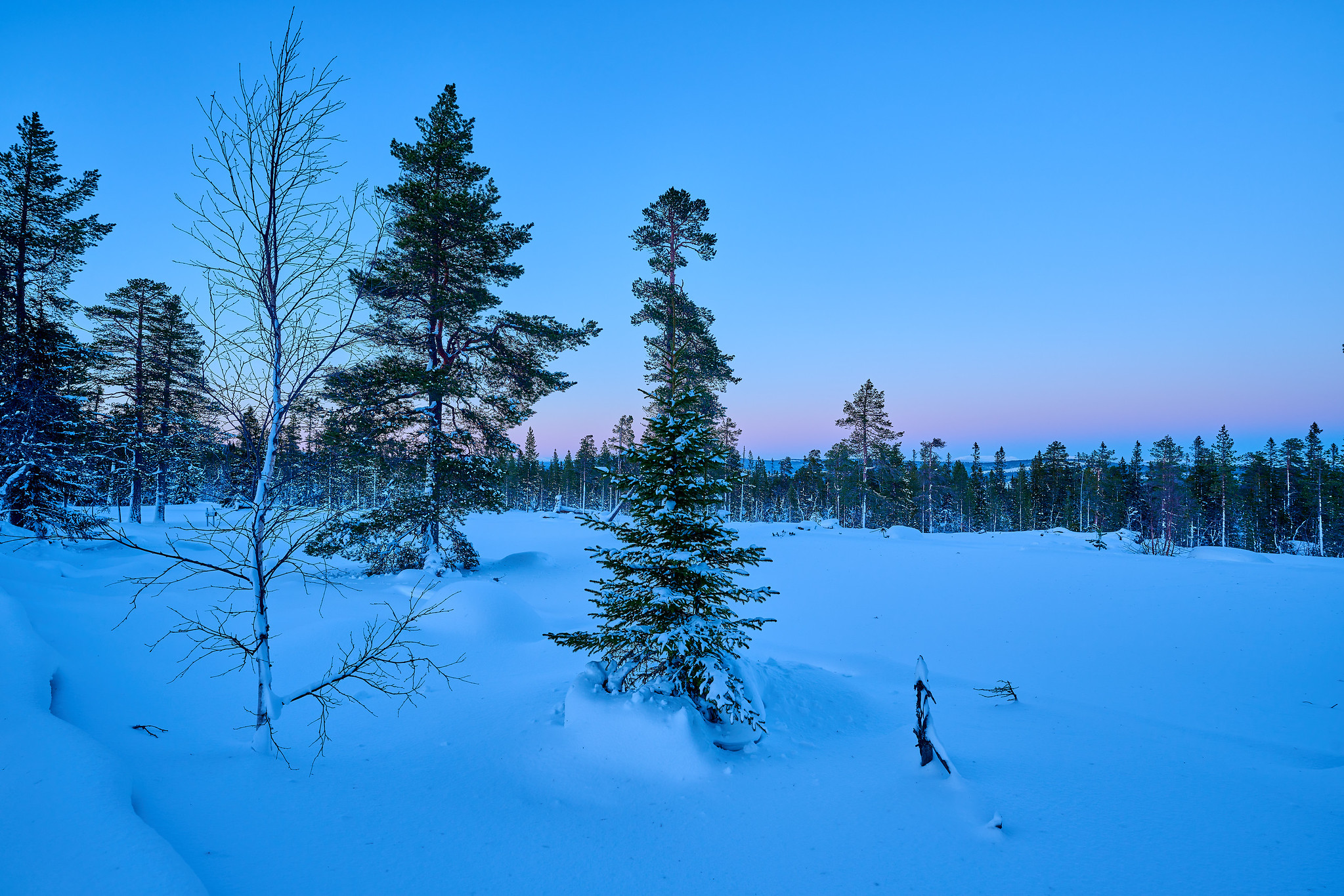 DSC_1481-X4.jpg