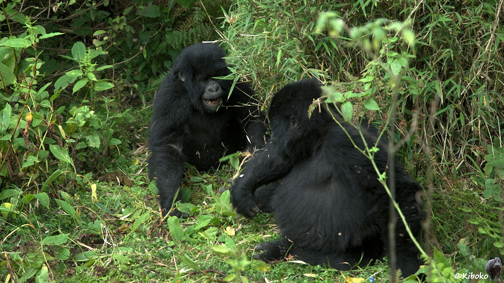 Das Bild zeigt zwei junge Gorillas, die sich neben einem Bambusgestrüpp gegenüberstehen.