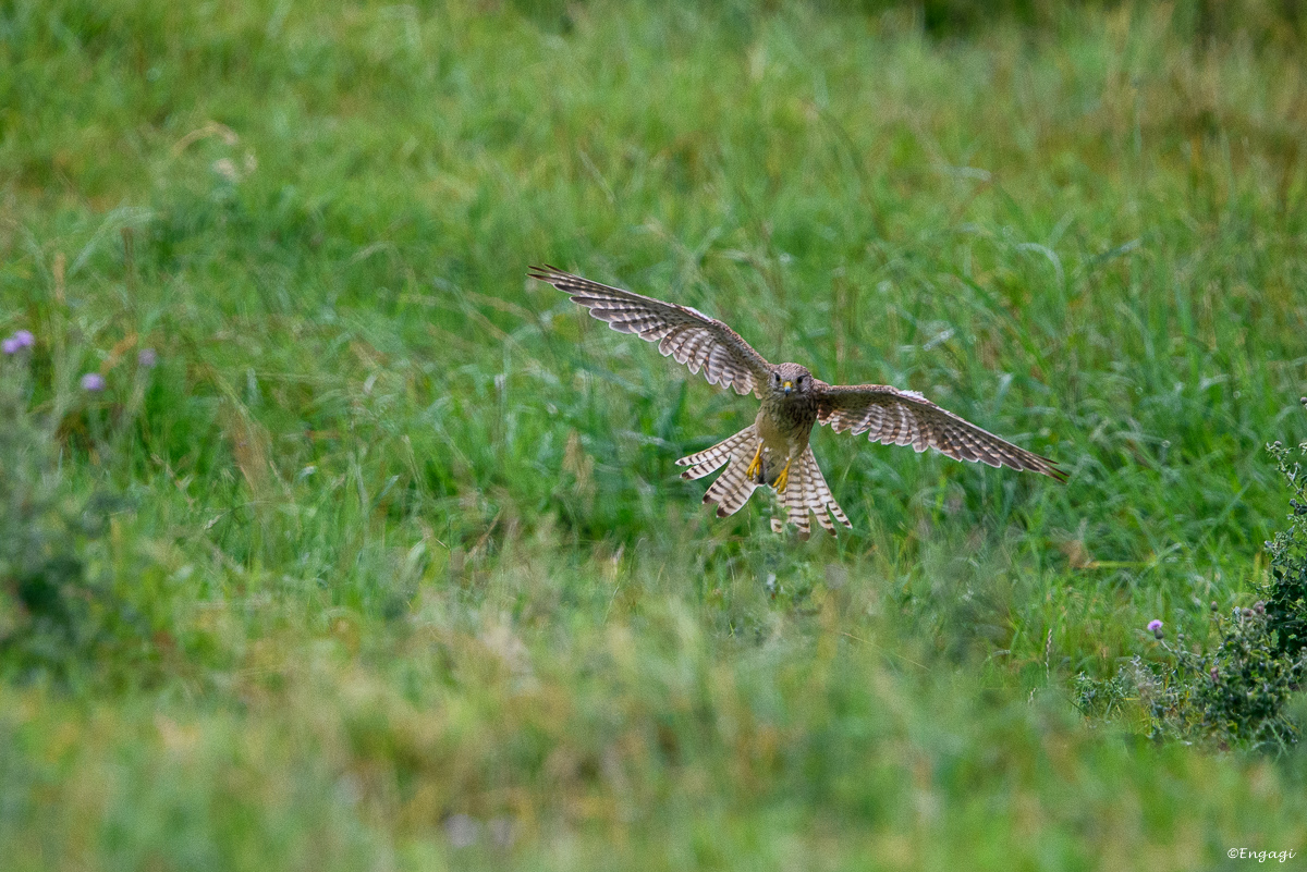 DSC_8373.jpg