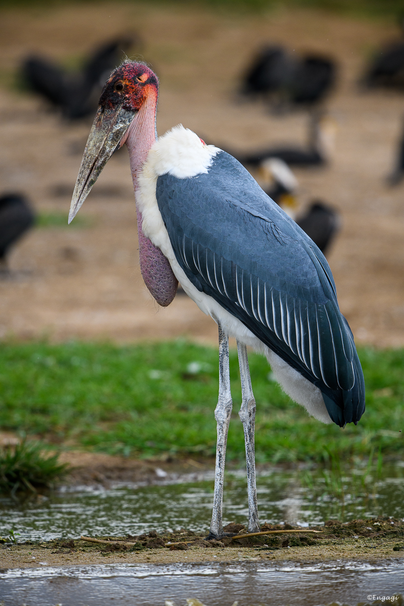 Uganda%201122.jpg