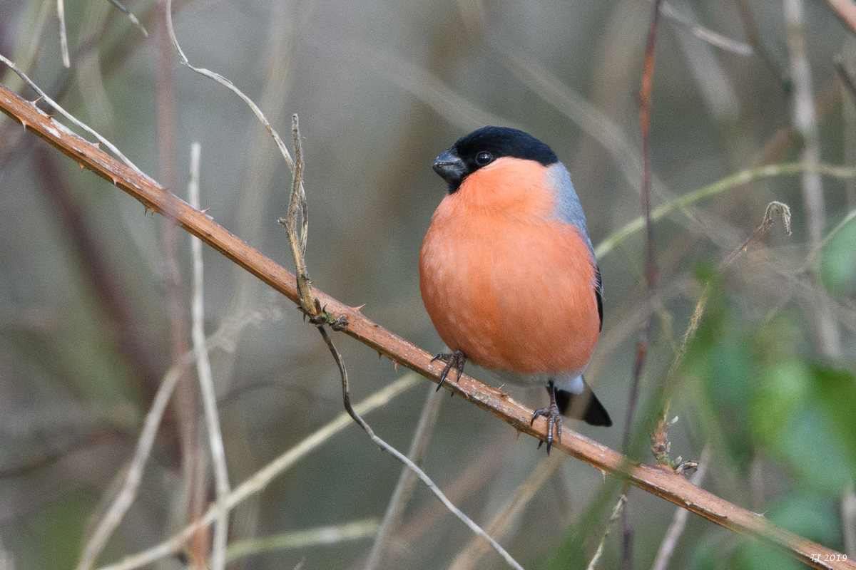 DSC_6891.jpg