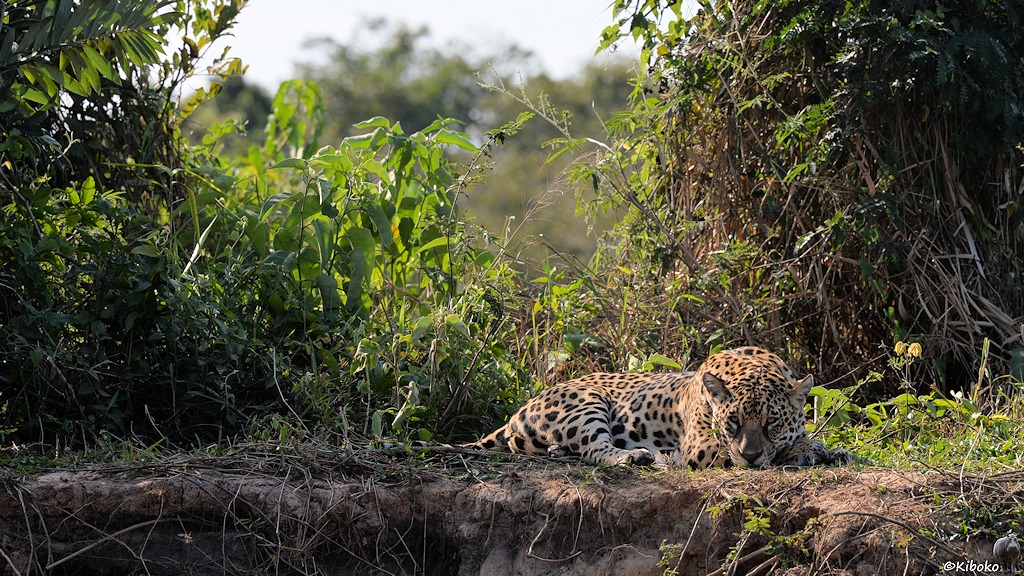 Der Jaguar liegt auf dem Steilufer. Der Kopf ist gesenkt. Die Augen sind leicht geöffnet