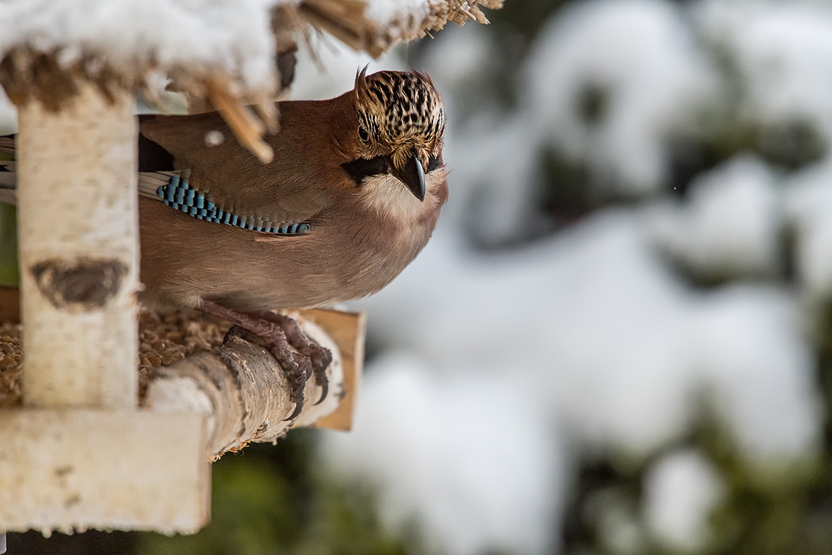 20171209_D850_0362NF.jpg